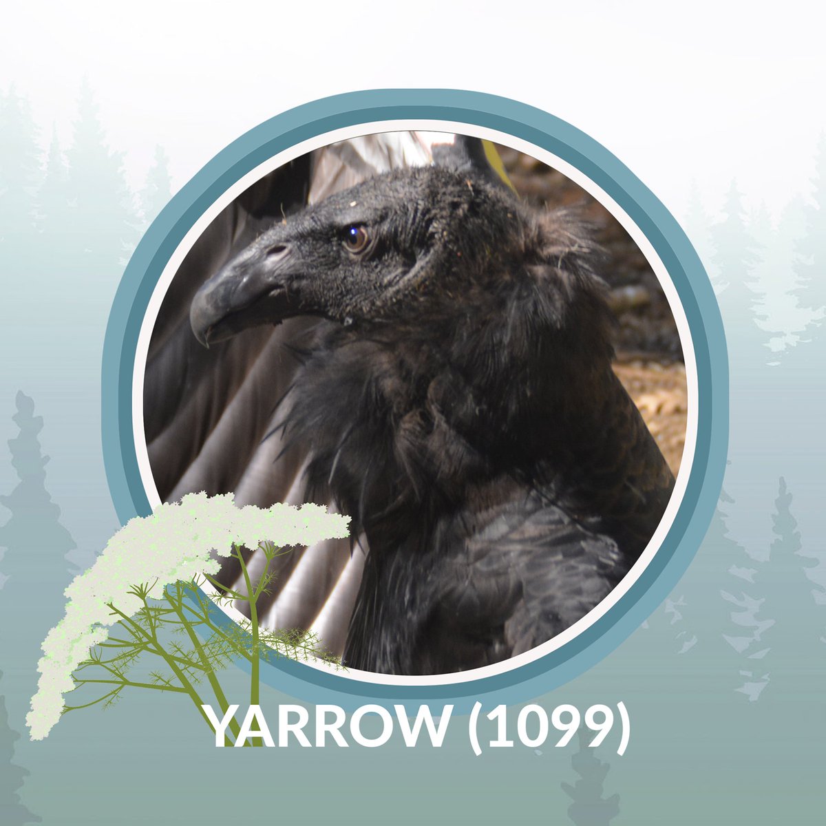 Ventana_WS's tweet photo. LIVE #CONDOR RELEASE NOV. 5TH
Join us in giving condors Madrone, Yarrow, Bucky & Wild Bill a proper send-off during our live 2022 Condor Release #event on Saturday, November 5th at 9:30am.
Register for event: https://t.co/5o4DGPSqvi https://t.co/lTF8kZmQwp