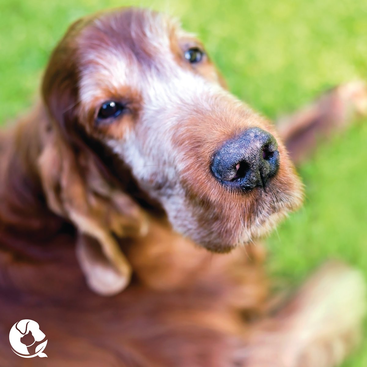 November is National Pet Cancer Awareness month. That is why we are bringing back our most popular bundle this month - the Pet Cancer and Quality of Life Bundle. Registration is now open but hurry, it closes on November 7th. Use code BRAVE to save $20 holisticactions.com/cancer-bundle/