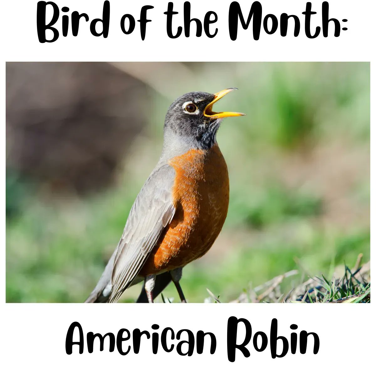 During the 2022-2023 school year we will be participating in Feathered Friends with The Cornell Lab of Ornithology. Each month you can go to our Overlook and see the featured bird of the month and learn about bird habitats. buff.ly/2pzImJX.