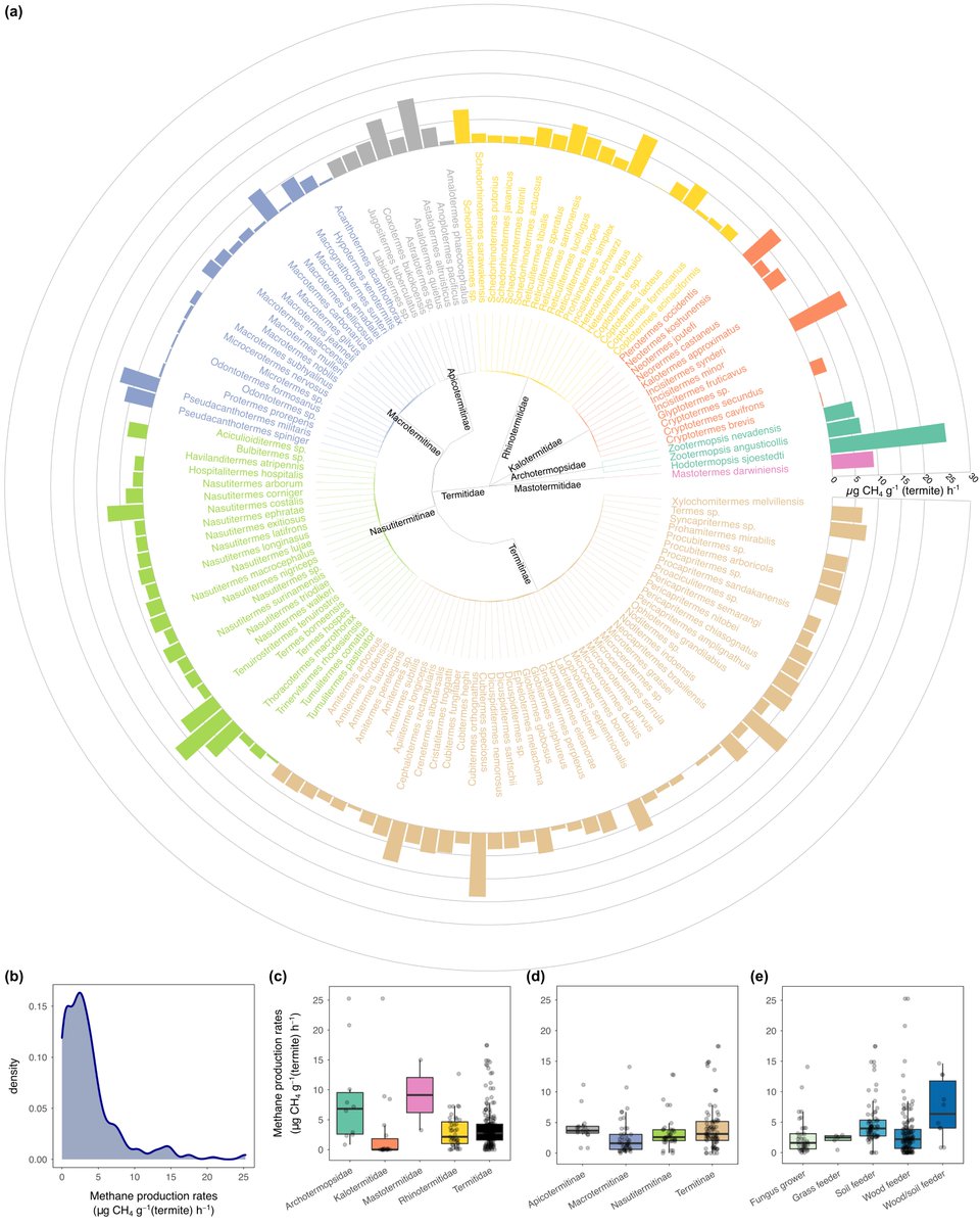 Our recent data paper <a href="/ESAEcology/">Ecology</a> synthesized measurements on termite CH4 production rates at the species level &amp; highlighted challenges in upscaling termite CH4 emissions to broader spatial scales.

 doi.org/10.1002/ecy.39…

with @stavercarla &amp; <a href="/andrewbdavies/">Andrew Davies</a>
