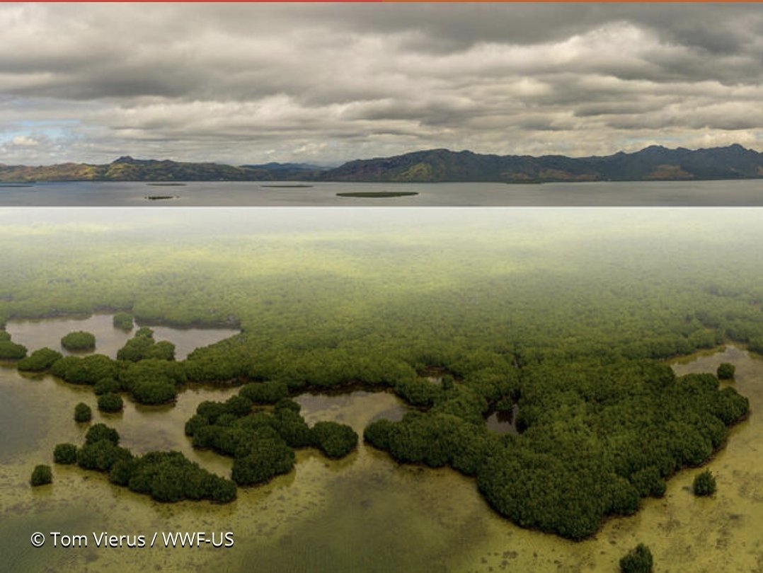 Exploring #OECMs: A new paradigm for area-based #conservation.

Challenges, opportunities, way forward. 

🗓️ November 3rd 11am-3pm EDT 

🇫🇷 en #français 
🇪🇸 en #espanol (#castillan) 
🇬🇧 in #English 

Free registration:
worldwildlife.org/fuller2022