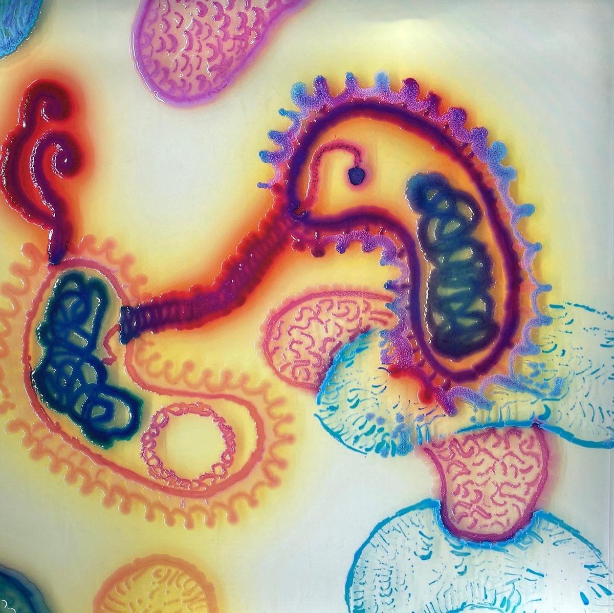 Dr. Cassandra Quave🌿⚕️ tweet media