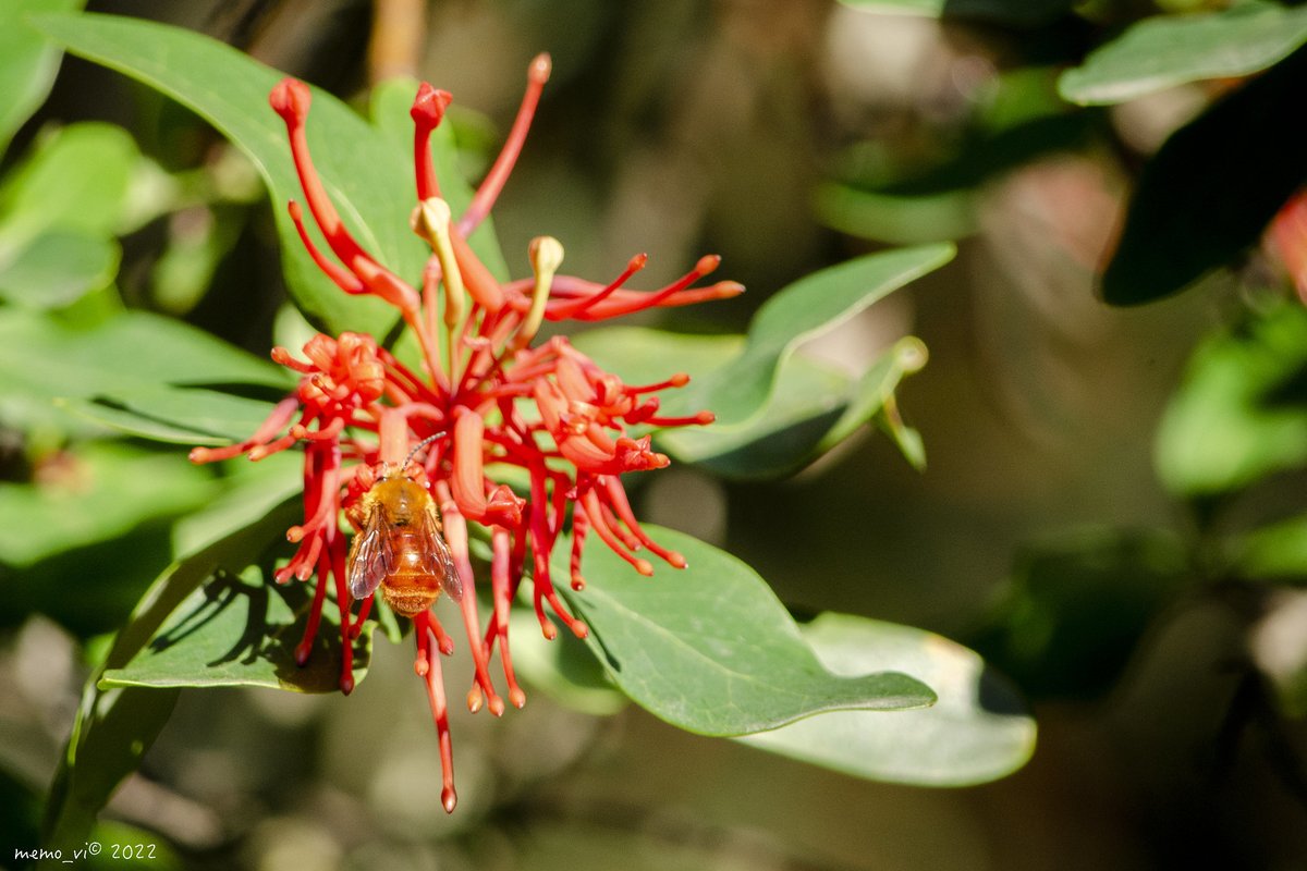 ddu_10's tweet photo. Comienza noviembre ... el rojo #Notro y su abeja... polinización en curso  (#photography 2022) https://t.co/275z7sjFUX