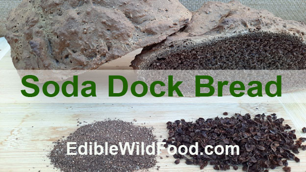 EdibleWildFood's tweet photo. Soda dock bread (our new recipe) is hearty, flavorful and has a nutty richness with overtones of rye bread! - https://t.co/hmOg407zI4 - #yellowdock #bread #recipes #curlydock https://t.co/OtfXpetqEy