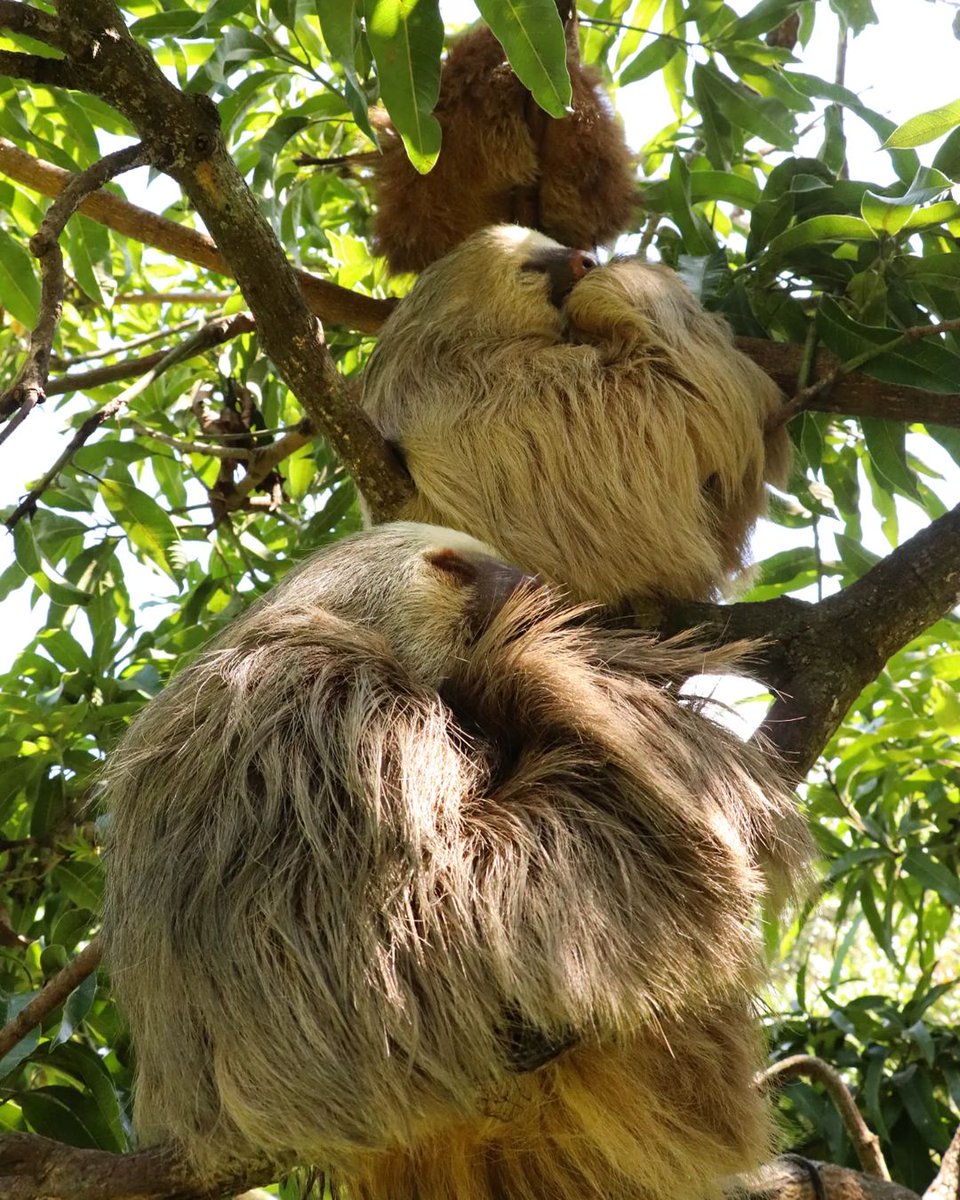 Take it step by step today and don't forget to take a moment for yourself when you need it. 🦥 📍: Costa Rica 📷 : chris_vargascr