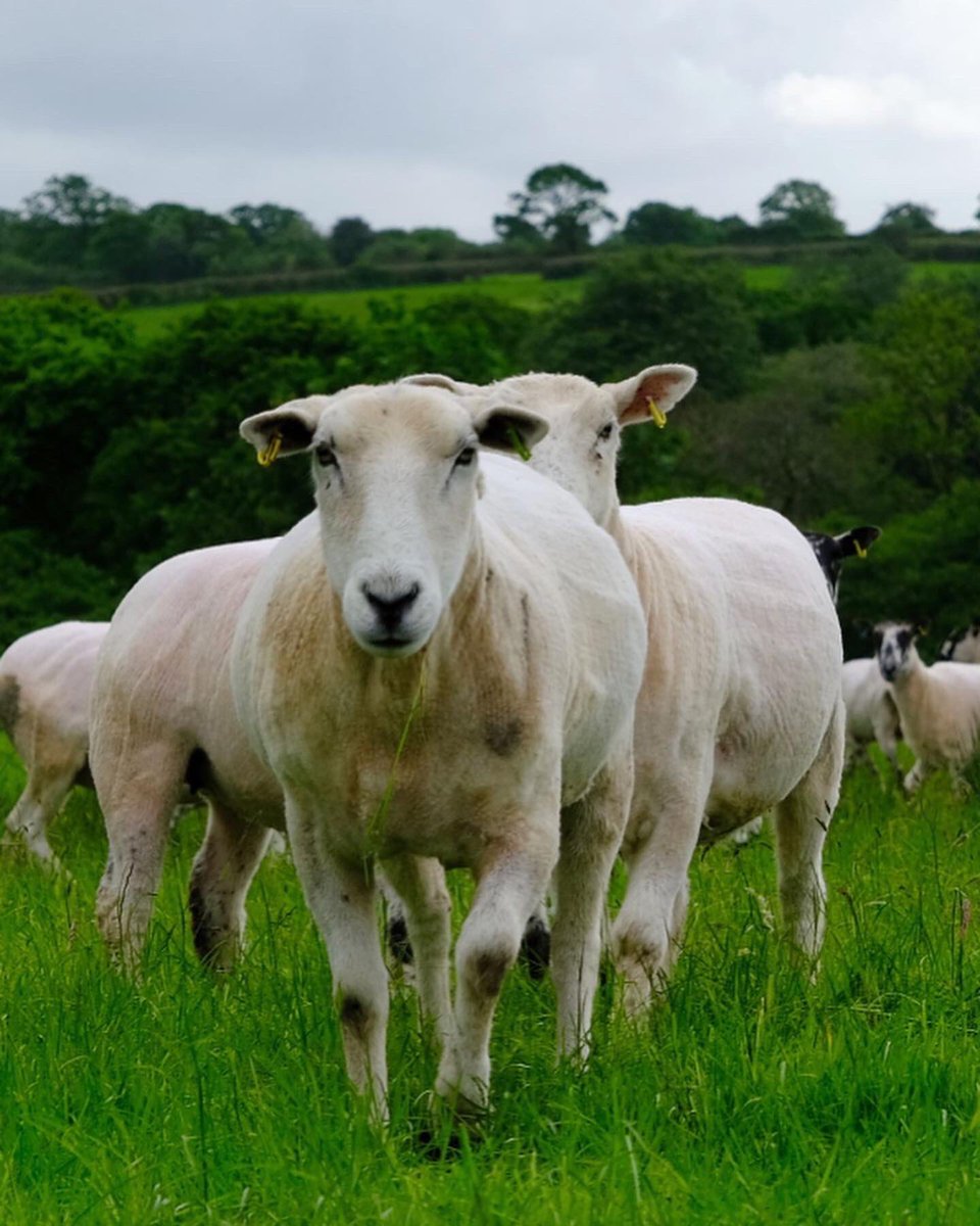 Matt Chatfield tweet media