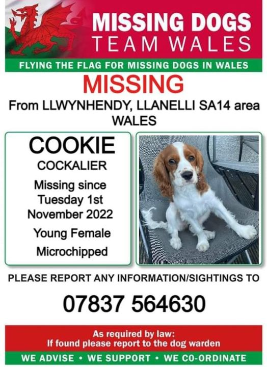 gelert01's tweet photo. ‼️COOKIE A YOUNG FEMALE COCKALIER IS MISSING FROM LLWYNHENDY AREA LLANELLI SA14 ♦️01/11/2022 ♦️Chipped @Anthony_Bailey_ @missingdogwales @CarolPoyerPeett @rosiedoc666 @rosieDoc2 @MissingPetsGB @juliagarland73 @veryluckypugs @Lorrain90964806 @bs2510 @RachaelB100 https://t.co/bno6uKd99t
