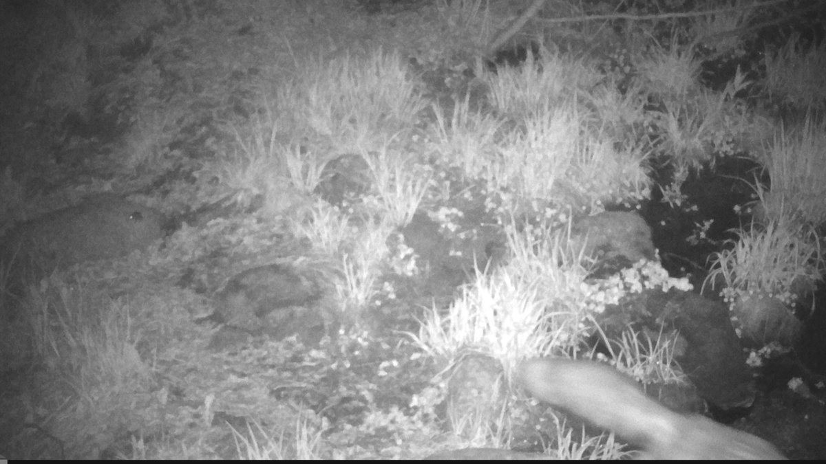 Red fox are good hunters but sometimes their prey can avoid being caught. Here is a red fox walking past a camera as a deer mouse sits on a rock (middle left) watching the predator stroll by.