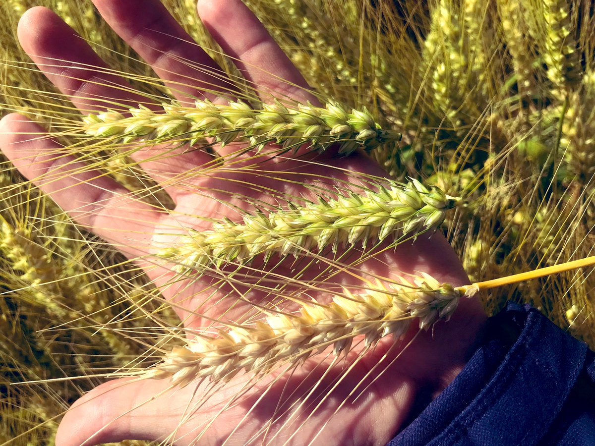 psaa_8's tweet photo. Impresionante este 🌾 #SYN211
Fecha de siembra 17/5
Ruta 14 https://t.co/Wz3CXijttZ