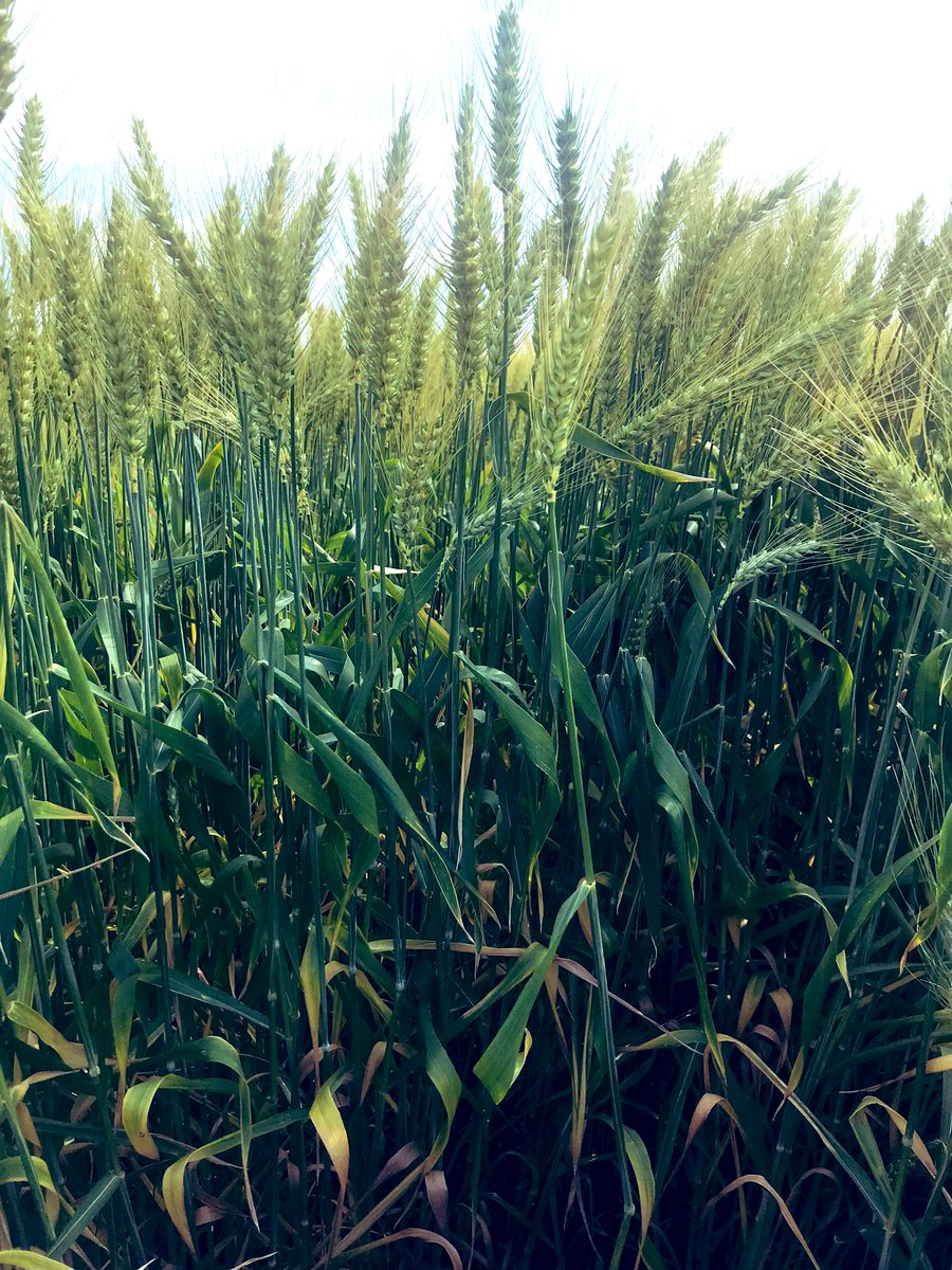 psaa_8's tweet photo. Impresionante este 🌾 #SYN211
Fecha de siembra 17/5
Ruta 14 https://t.co/Wz3CXijttZ