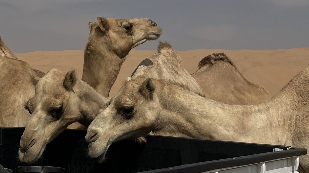 htbinthamer's tweet photo. ♡  Liwa Oasis ٢٠٢٢/١٠/٢٨  ♡ https://t.co/dDVWL1JIuI