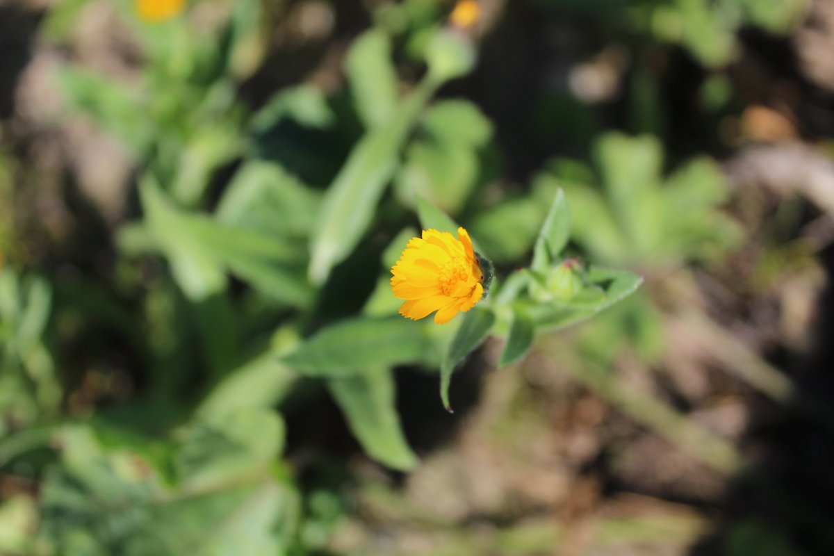AngeloroAnna's tweet photo. “Domani, continuerò ad essere. Ma dovrai essere molto attento per vedermi. Sarò un fiore o una foglia. Sarò in quelle forme e ti manderò un saluto. Se sarai abbastanza consapevole, mi riconoscerai, e potrai sorridermi. Ne sarò molto felice.” [T.N.H]

#flower #fiore #foglia https://t.co/apYywsveKl