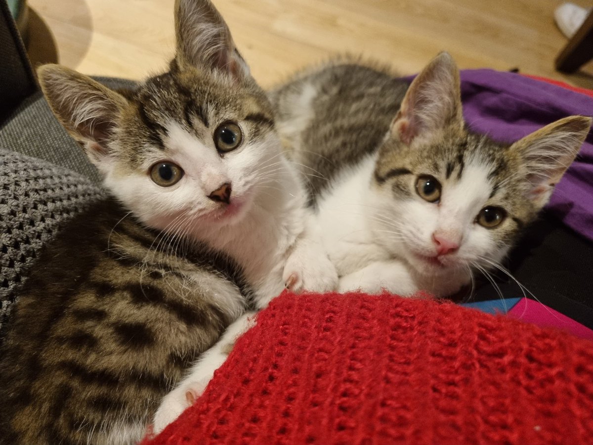 IkBonnie's tweet photo. Weet er iemand nog een fijn huisje voor deze 2 kleine boefjes?
#kittens https://t.co/yW4ovPumpp
