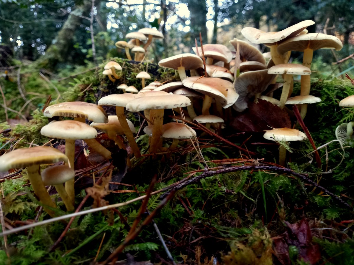 Hoping to spot some otters on Rum, we spent some time in the otter hide but no luck, they were certainly hiding from us. 😅There were some terrific fungi though, came across the most beautiful one I have ever seen.