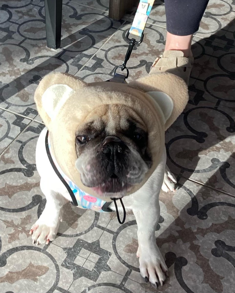 PromontoryKC's tweet image. 👻 A few residents we got to see before their night of trick or treating! We hope you got all the candy your heart desired! 🎃 
#promontoryapartments #kcapartments #happyhalloween #trickortreat #luxuryliving #nowleasing