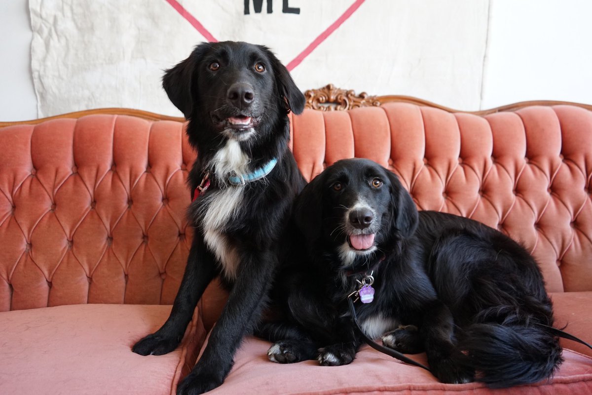 RedemptionPaws tweet media