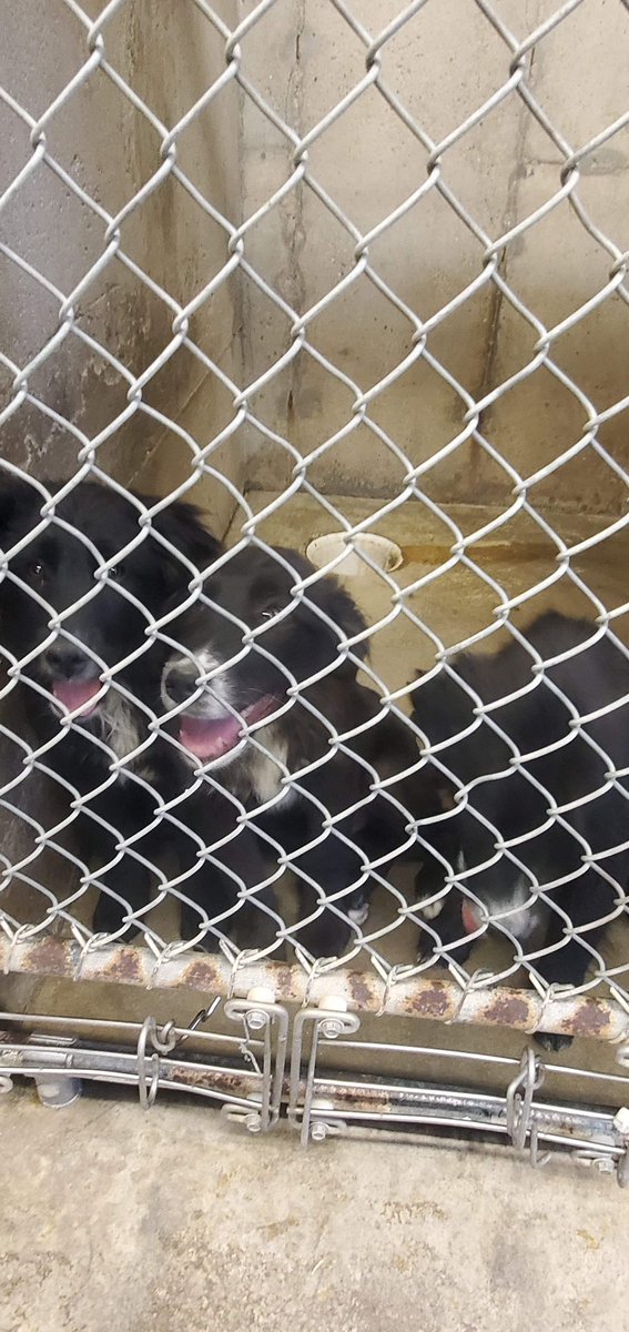 RedemptionPaws tweet media