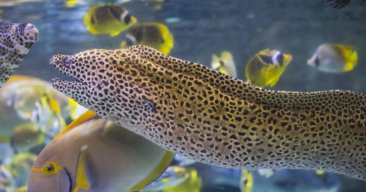 Tweet by AVMA (American Veterinary Medical Association)