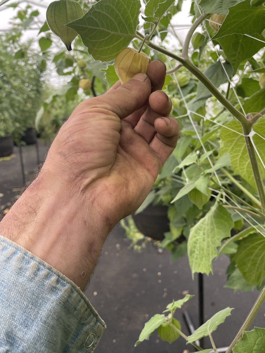 SoulGardenFarm's tweet photo. Are you a #grocer currently stocking #goldenberries in #ontario ? We have started to pump out the volume and are in a position to get these beautiful sweet delicious treats into your store! https://t.co/gQU4NvApgL