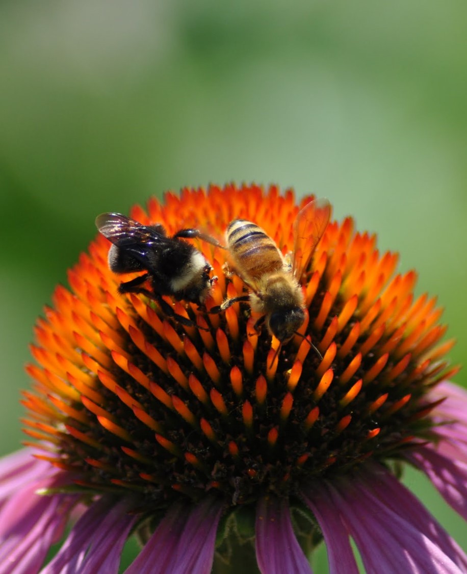 Join me next week as I give a <a href="/xercessociety/">The Xerces Society</a> webinar: "We Need to Talk About Honey Bees"

Focus: Practical solutions for #pollinator conservation beyond the backyard beehive

Spoiler: The backyard beehive is NOT #conservation

10 a.m. PT on 10 Nov. 22
xerces.org/events/oregon/…