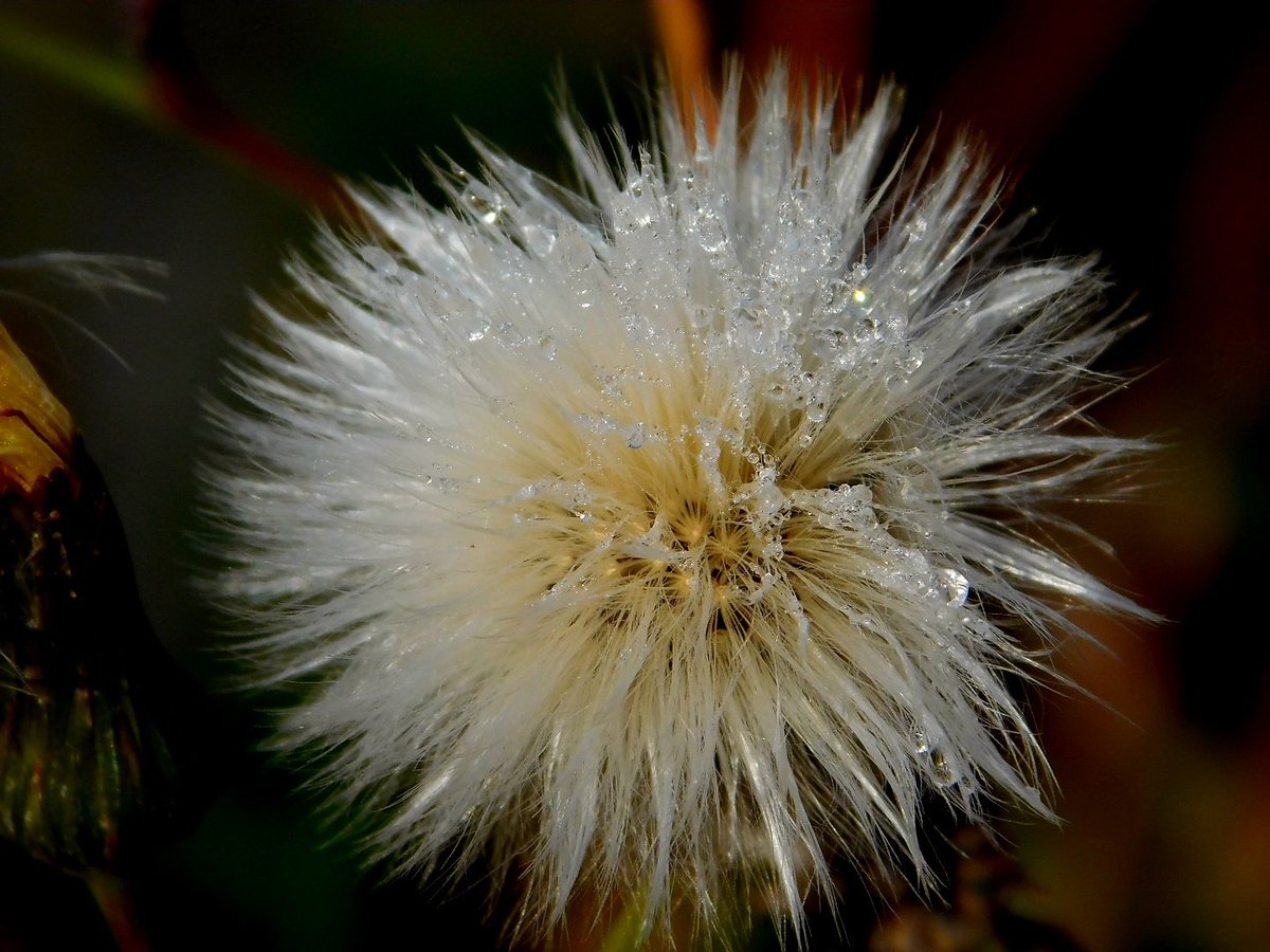 Here is a dandelion with some water droplets. #photography #nature #NaturePhotography #macro #macrophotography #ThePhotoHour #MacroHour