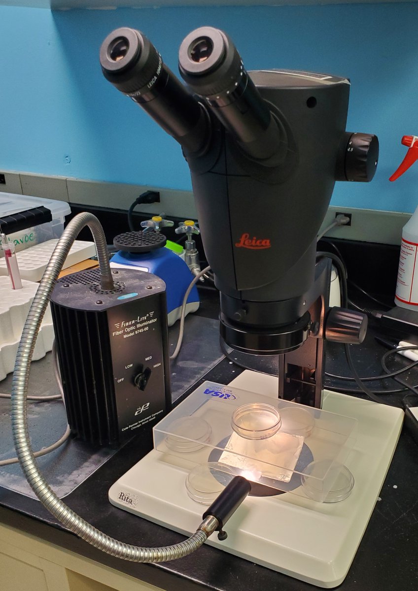 When you have 1 day to make a dissecting stereoscope into a bottom-lit scope for worm picking. Luckily, we are hosting some easy-going &amp; gung-ho 1st years in our Dev Bio lab module - 2 more days of worm fun!