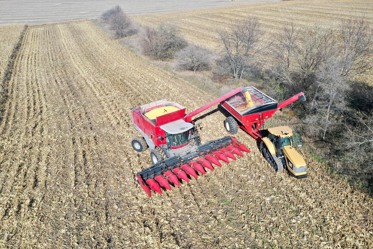 ProgressiveSeed's tweet photo. Harvesting more @GldnHarvest corn today! 🚜🌽☀️ https://t.co/LQB7vj0A59