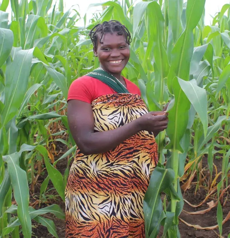 #Agriculture is one of the industries suffering the most severe effects of climate change. #ClimateSmartAgricultural practices used by #farmers in #Mozambique as part of the TEAMS Program have increased production. 

More from the Success Story: ifdc.org/2022/10/15/lea…