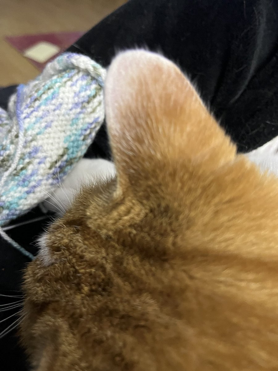 ScribblerJB's tweet photo. Howโs your evening going? Knitting with a cat ๐ฑ๐คฆ๐ปโโ๏ธ #KnittingTwitter #knitTwit #CatsOfTwitter https://t.co/3YovOGLfPe