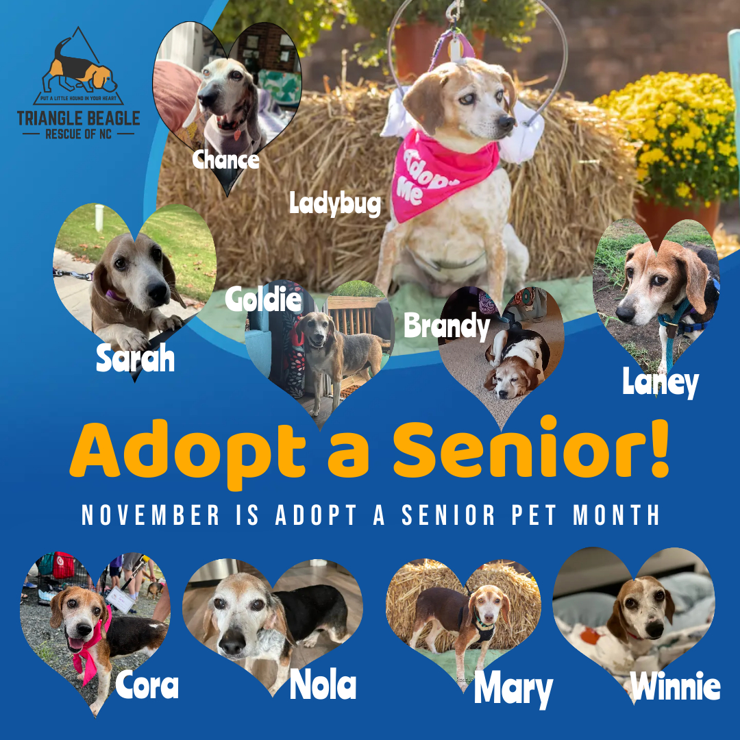 Did you know that November is Adopt a Senior Pet Month? We have many wonderful seniors looking for loving furever homes. Give a senior beagle a chance! tribeagles.org/adopt #adoptaseniorpetmonth