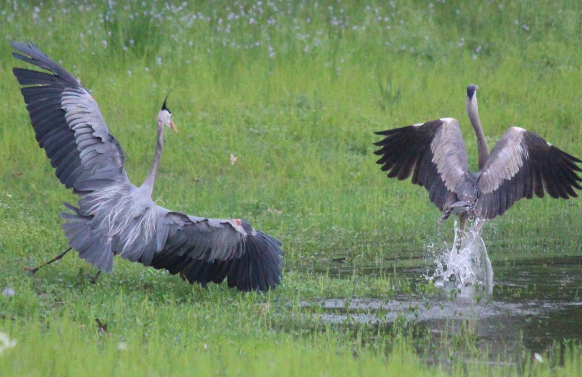 sputterfuss6's tweet photo. #bird #birdtwitter #photography #flight #heron #fastexit here's why https://t.co/LALwbmsyai