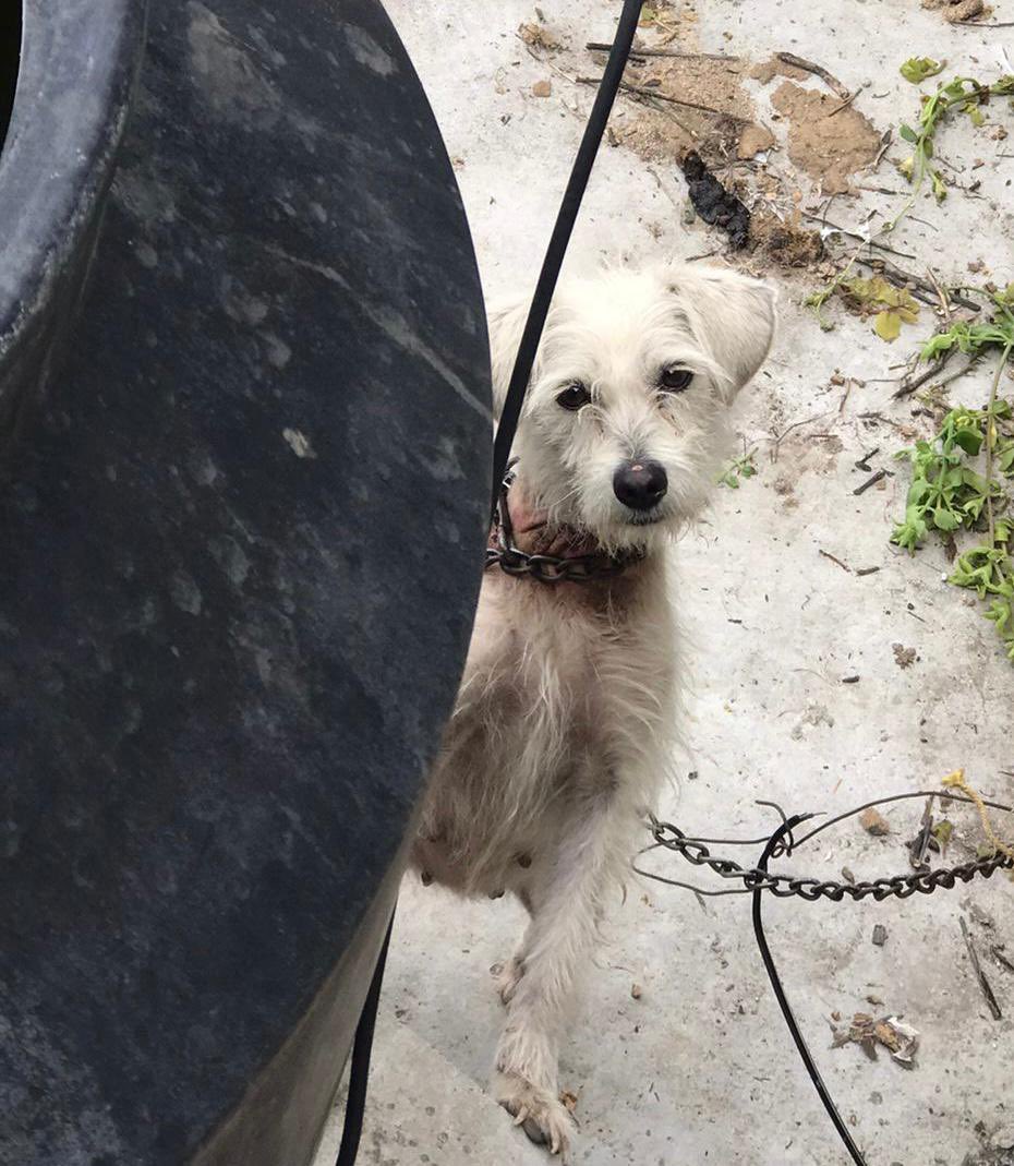 Alina_Gag's tweet photo. Perritos talla chica en azotea

Pésimas condiciones, amarrados con cadenas, piel herida

Se necesita hogar temporal URGENTE para que PROPAEM no los sacrifique

Por favor RT 🙏🏻🙏🏻🙏🏻🙏🏻🙏🏻

EDOMEX https://t.co/Efs5zHjX2B