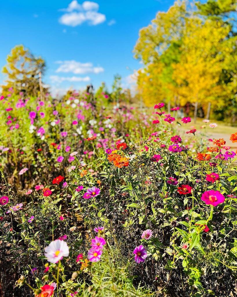 raleighwhatsup's tweet image. EXPLORE // Take a Fall flower walk @ncartmuseum #ncmapark #artnaturepeople instagr.am/p/Ckbk8_Fvpxu/