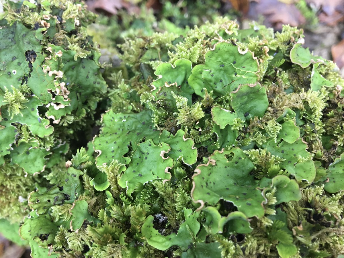 April Windle tweet media