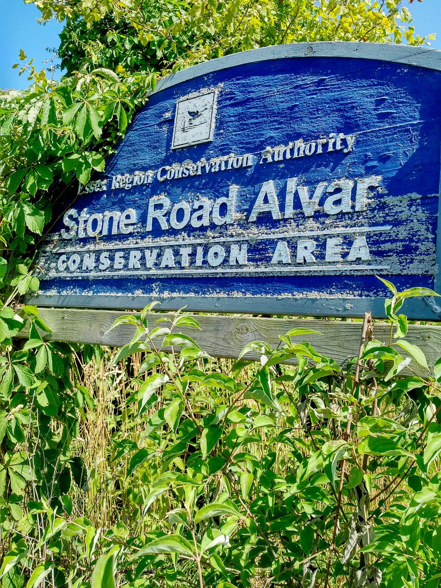 cathmiller01's tweet photo. Thank you @essexregionca CEO Tim Byrne for taking time to chat with me today about Pelee Island.
🏵️ partners in sustainability
🏵️ wealth of knowledge
🏵️ support in keeping Islanders safe from known hazards.
Looking forward to working together.
#peleeisland #placeforlife https://t.co/WkdmaiMbFX