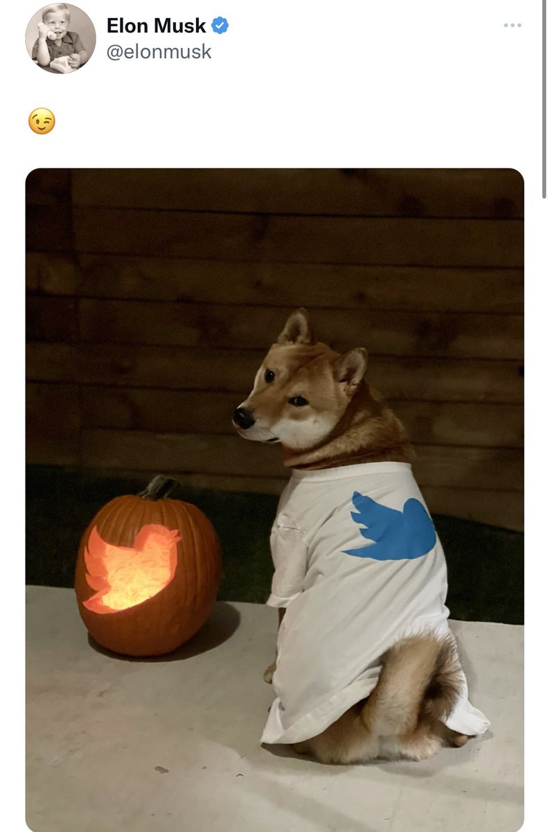 SpookyFloki tweet media