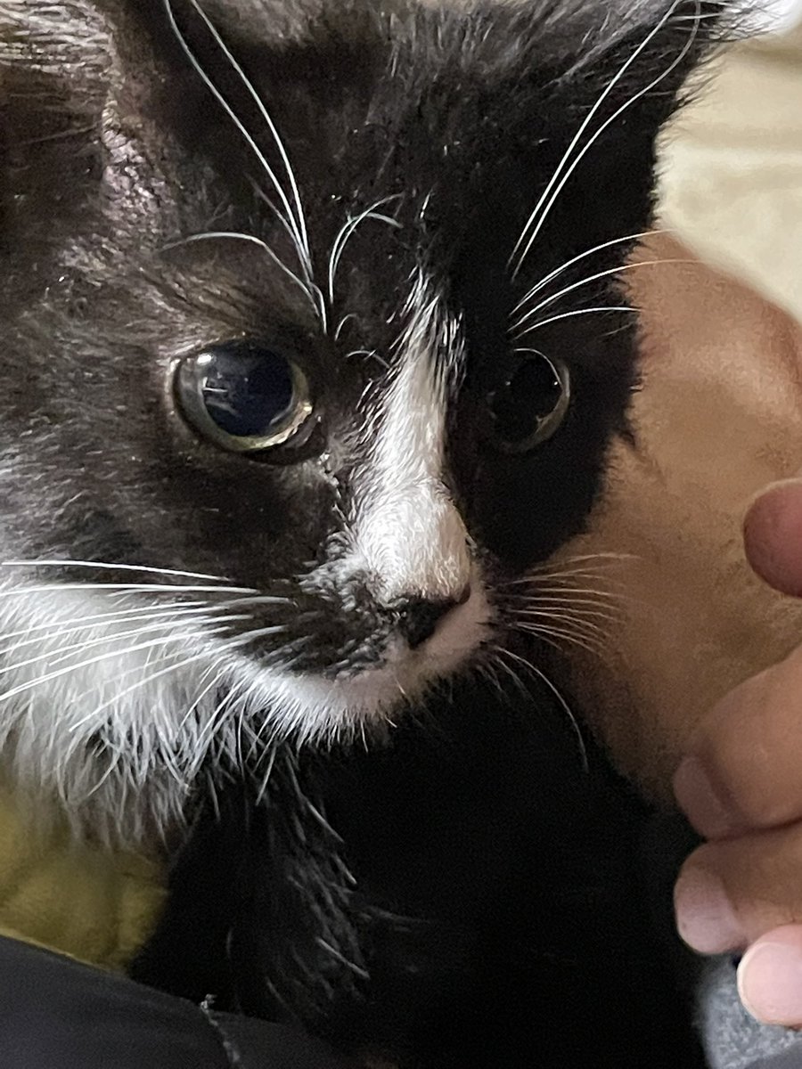 PearTree8283's tweet photo. Newest addition: Ghost Face. We were not looking to get a third cat and definitely weren’t looking to get another kitten but we couldn’t leave her outside. She is now spending part time in the garage while getting acclimated to our house cats after flea and ear mite treatment. https://t.co/boO1vYDqlT