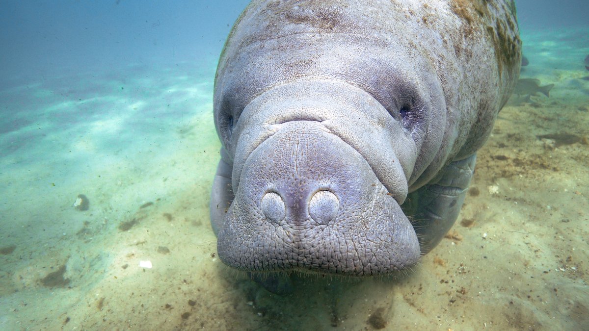 MLRProject's tweet image. Happy #ManateeAwarenessMonth! Be shore to check out our manatee-themed products that fund our critical work of rescuing marine animals and researching solutions to save the oceans for the future of our planet. marineliferescueproject.org