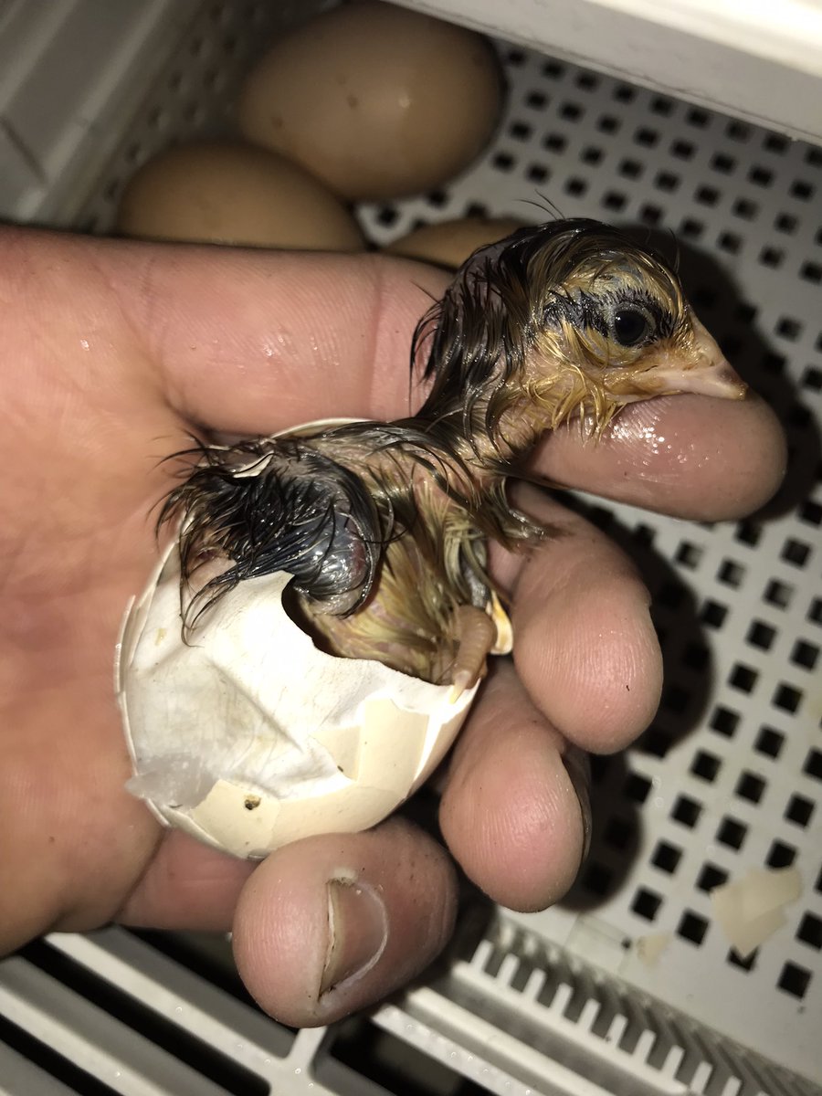 Premier regard , premier toucher 🐣🐥🐤