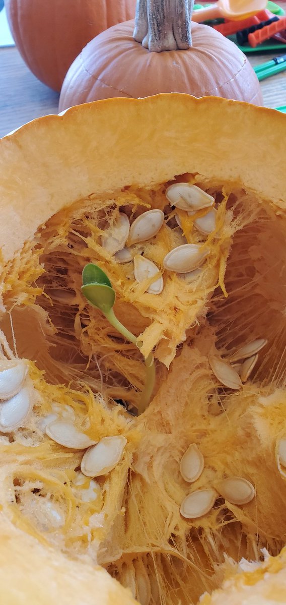 Mike's wife tweet media