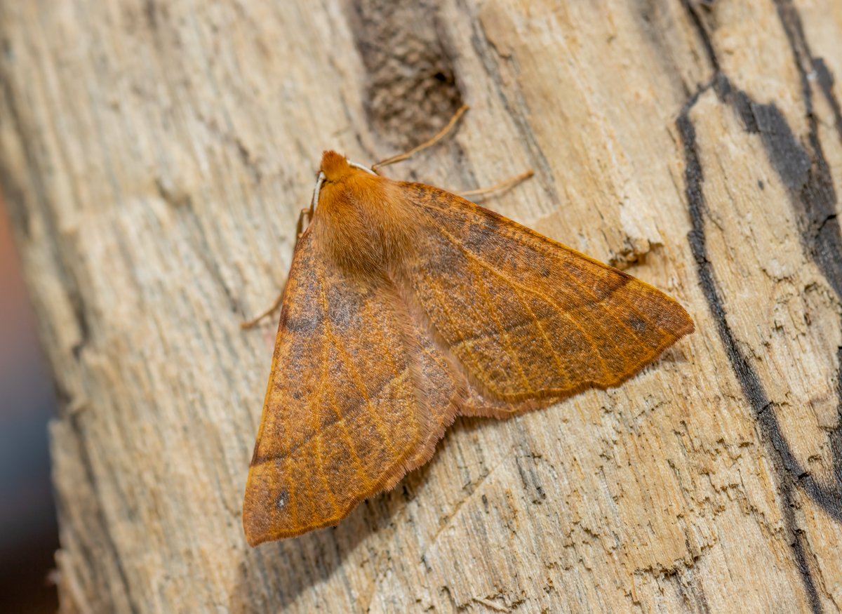 Wombourne Nature tweet media