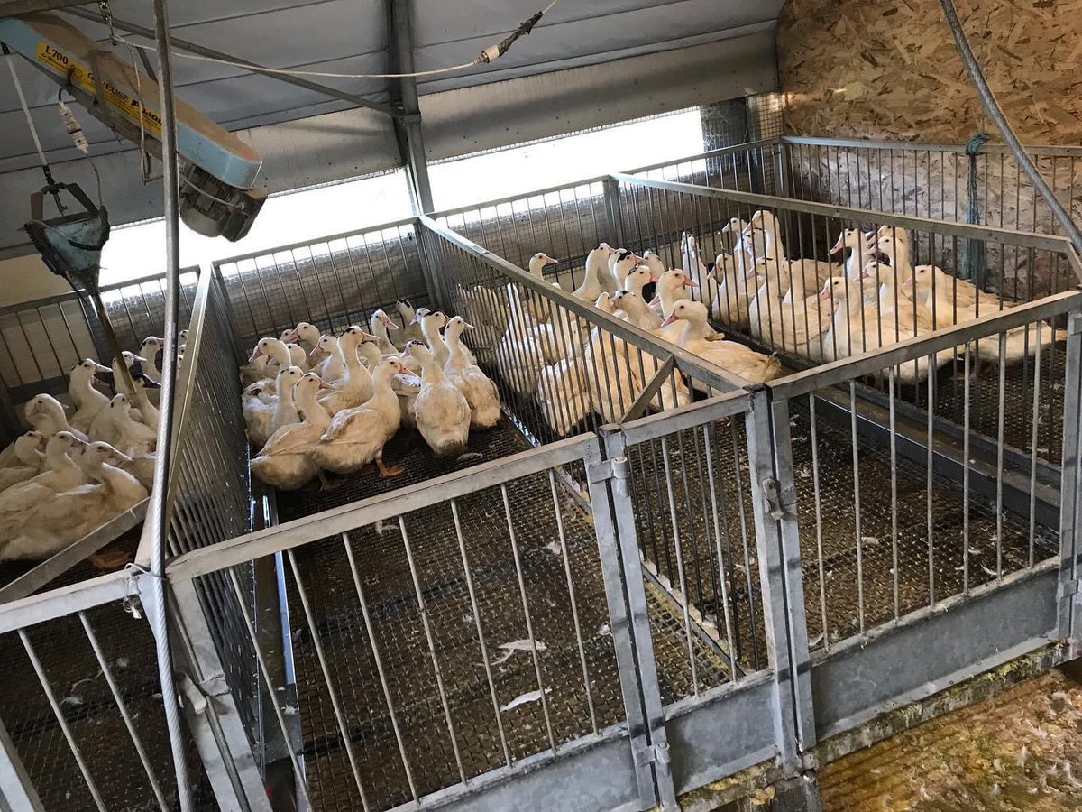 Nos canards gras de race mulard sont engraissés par petit lot au maïs grains entier pendant 13 jours ! Cela permet d’avoir un qualité optimum des foies gras , lors de l’abattage !