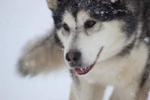 CHRISTMAS CARDS Get organised for the festive season AND support our small charity at the same time! 🐺 Buy here 👇 but be quick as there's limited stocks remaining! 8belowhuskyrescue.org/product/christ…