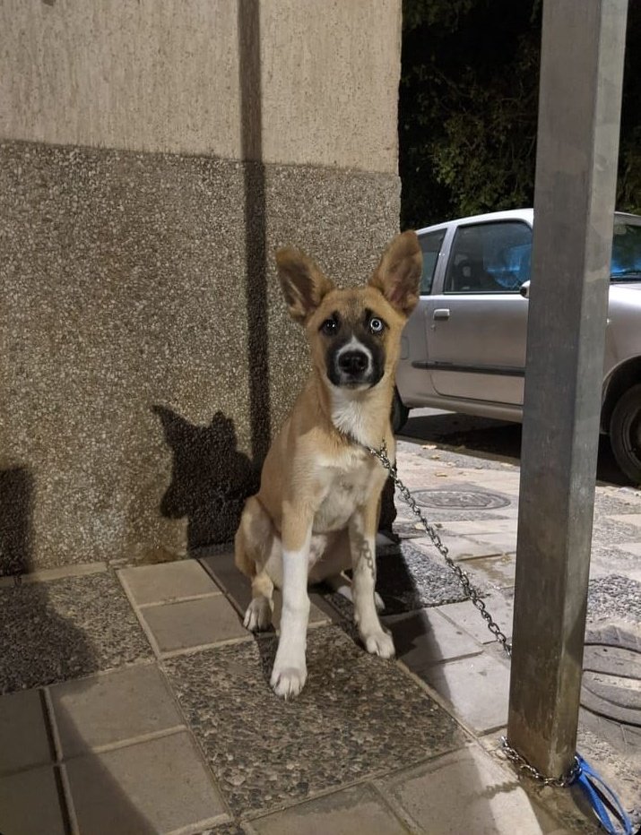 MariaRBarbero's tweet photo. Han abandonado a esta cosita en Motril :( No puedo más https://t.co/0VVijAG0GU