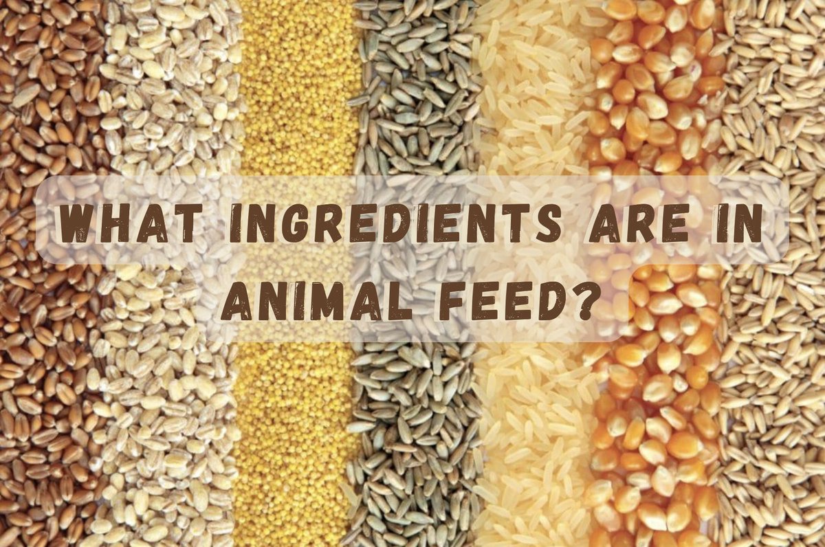 Safe agricultural ingredients that are approved for use in animal food:
• corn
• soybean meal
• distiller’s grains
• cottonseed meal
• grain sorghum
• soybean hulls
• oats
• wheat midds 
• bakery meal
• and much more!! 

#CAO22