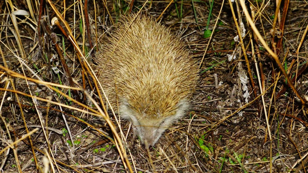 ' ERIZO '

Otro ejemplo de que 
en #Illescas tenemos 
bastante diversidad animal.

#Erizo 
#FaunaIberica #Illescas 
#Estoes_CastillaLaMancha 
#Faunaillescas
#SecretosDeIllescas 

Fotos cedidas por @mijitenis