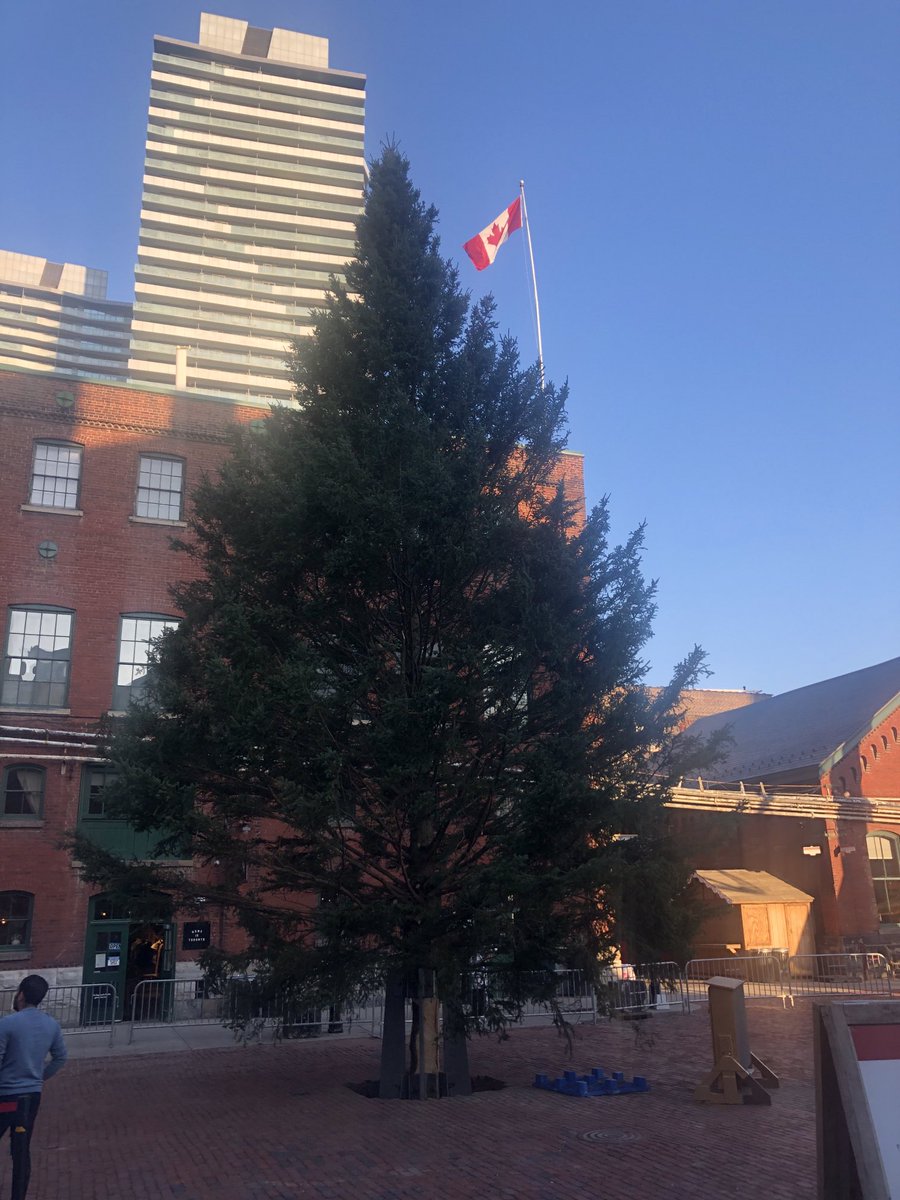 The giant Christmas tree has arrived ⁦<a href="/DistilleryTO/">The Distillery District</a>⁩! A sure sign that all the fun of this year’s winter village market is just around the corner!!
