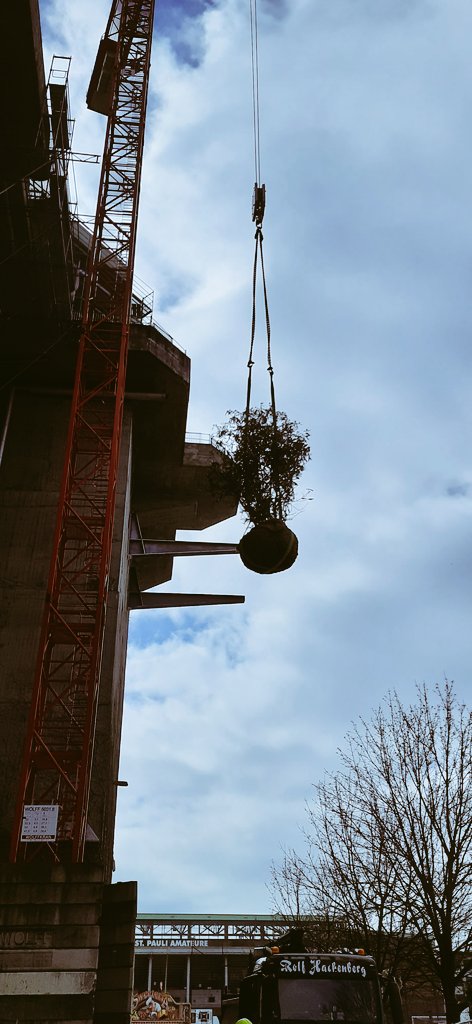 Am 9. November beginnen wir mit der Lieferung der ersten Bäume für den Dachgarten auf dem Bunker Hamburg.
#Stadtgrün #Dachgarten #Stadtbäume #Klimawandel #baumschule #vonehren #lorenzvonehren