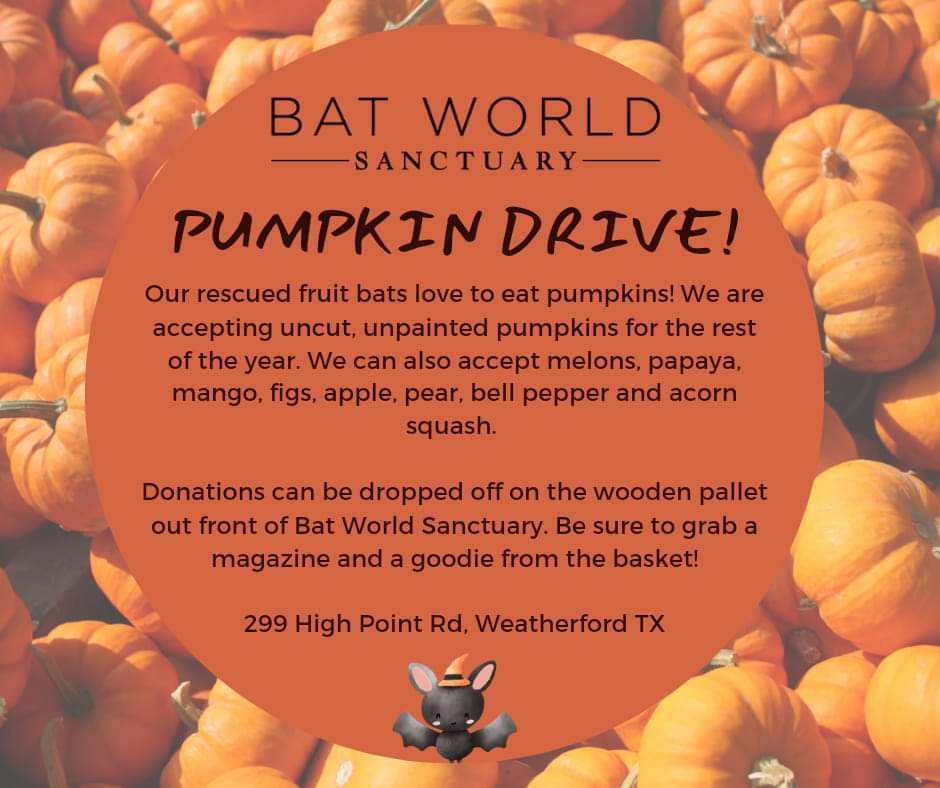 It's that time of year once again! 🎃 

We are officially accepting pumpkins for the bats! 

If you aren't local, consider reaching out to your local wildlife rehabilitators to see about donating your unused pumpkins. Many species love pumpkin, and its valuable enrichment!