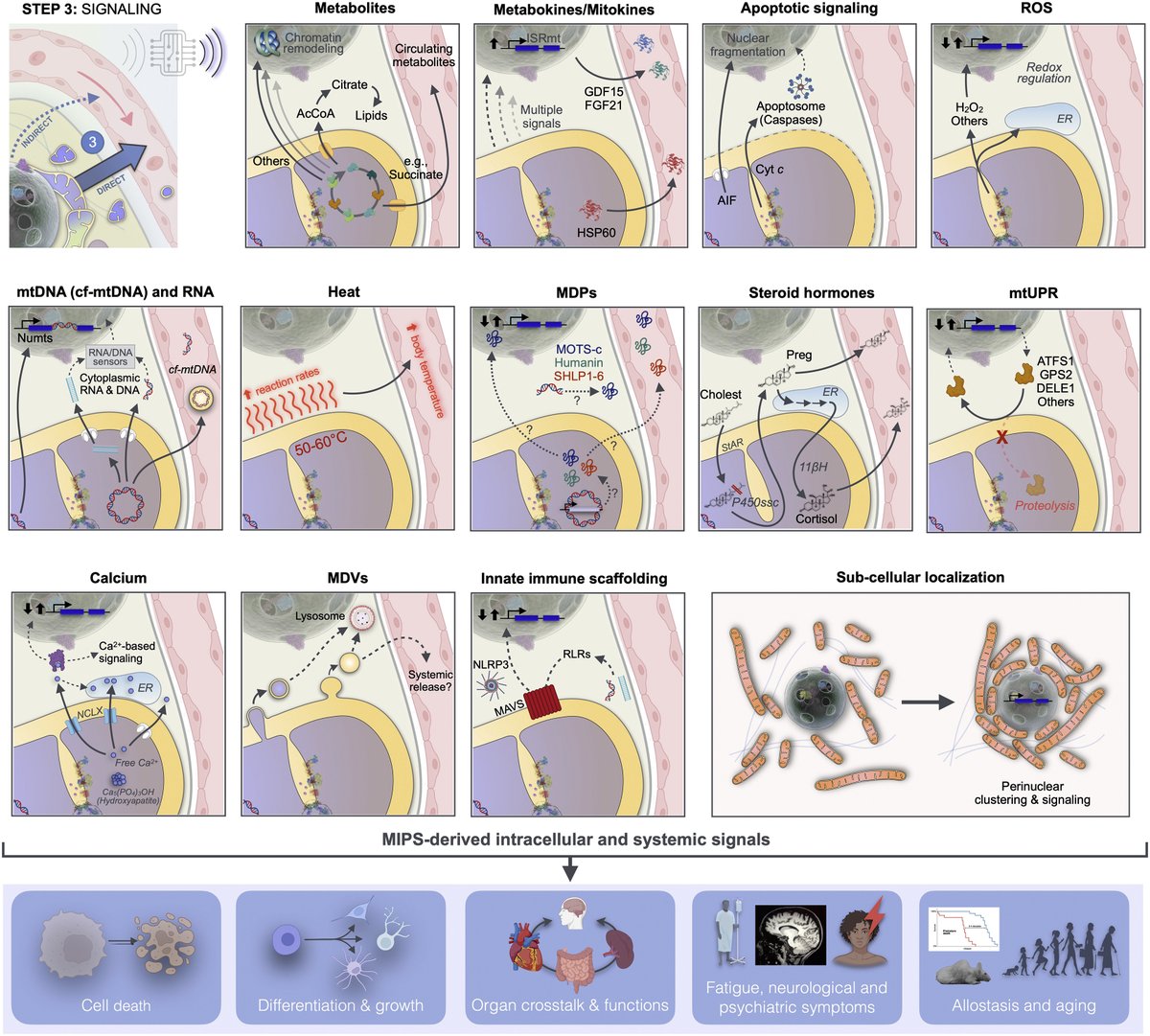 This may be one of the most exciting and comprehensive reviews on mitochondria I've seen in a long, long time. 'Mitochondrial signal transduction', Picard and Shirihai cell.com/cell-metabolis…